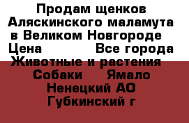 Продам щенков Аляскинского маламута в Великом Новгороде › Цена ­ 5 000 - Все города Животные и растения » Собаки   . Ямало-Ненецкий АО,Губкинский г.